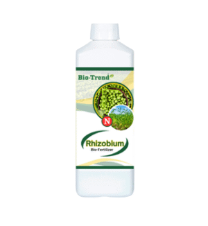 Rhizobium